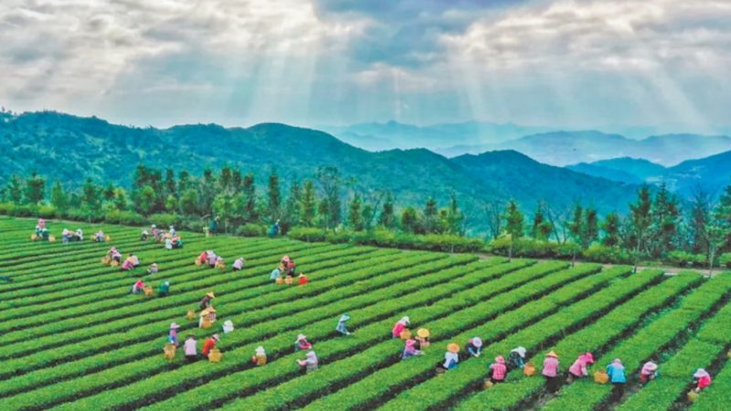 粮食种植深加工项目：从田间到餐桌的绿色之旅
