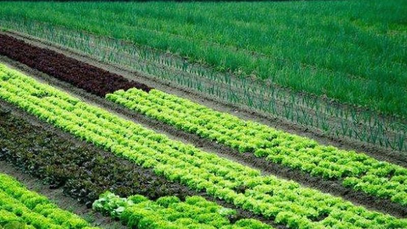 生鲜食材冷链物流配送公司推荐