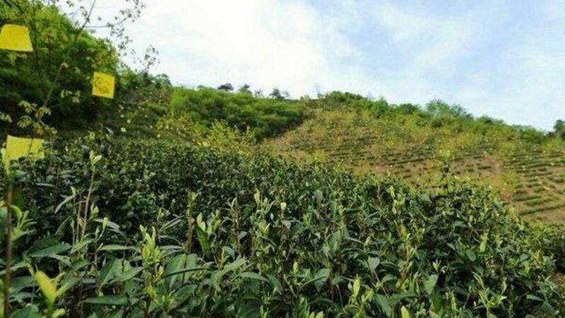 生鲜保温箱规格型号大全：揭秘冷链物流的“保鲜利器