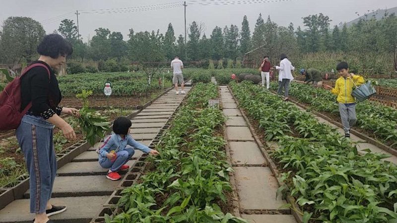 绿色食品认证费用标准2025：了解费用构成与趋势