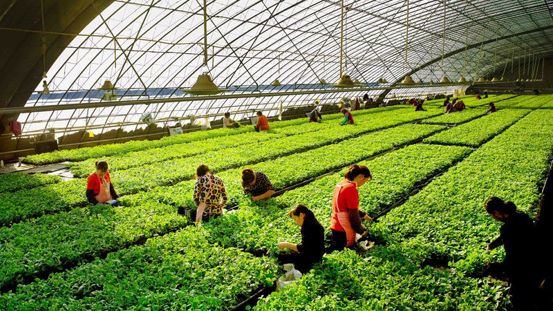 上海温室工程：揭秘成本构成与选型要点**