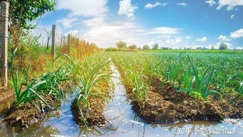 排水不畅的田块，种什么都白费力气