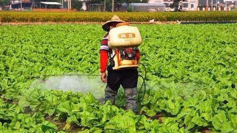 钢管大棚每亩造价解析：成本构成与选择要点**