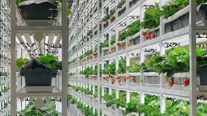 智能温室设施农业到底有哪几种主流类型